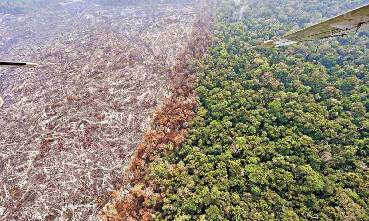 De acordo com especialistas, a destruição na Amazônia e no Cerrado é impulsionada principalmente pela ampliação de terras para agricultura e pecuária -  (crédito: EVARISTO SA / AFP)