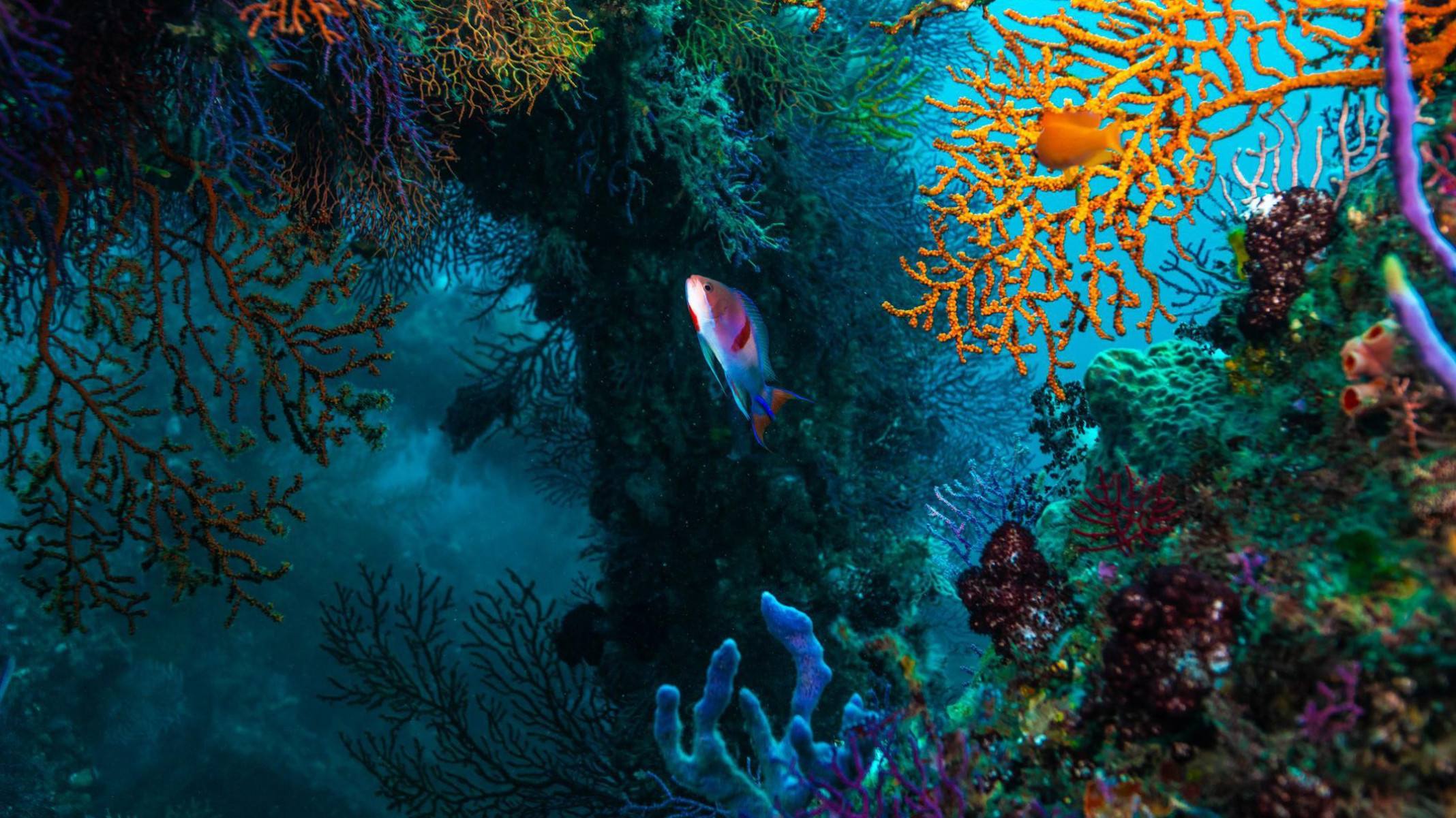 Como é a 'Amazônia do fundo do mar', o habitat submarino mais diverso do planeta