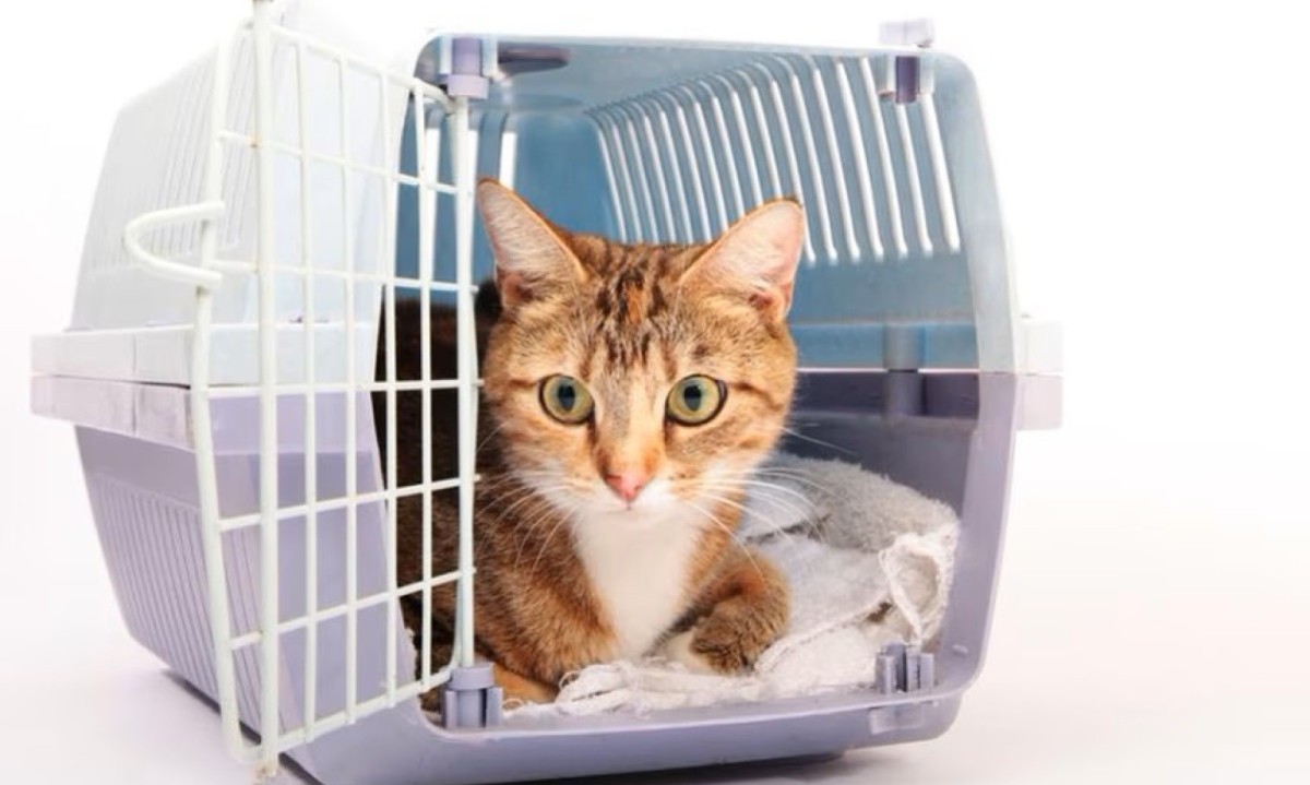 Viagem de avião com pets exige planejamento especial -  (crédito: DINO)