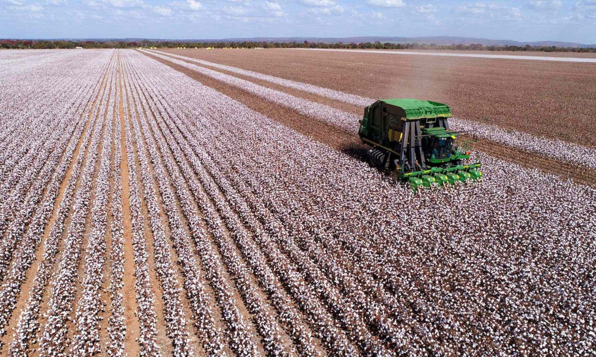 Fechamento do mês do algodão: Brasil lidera exportações mundiais -  (crédito: DINO)