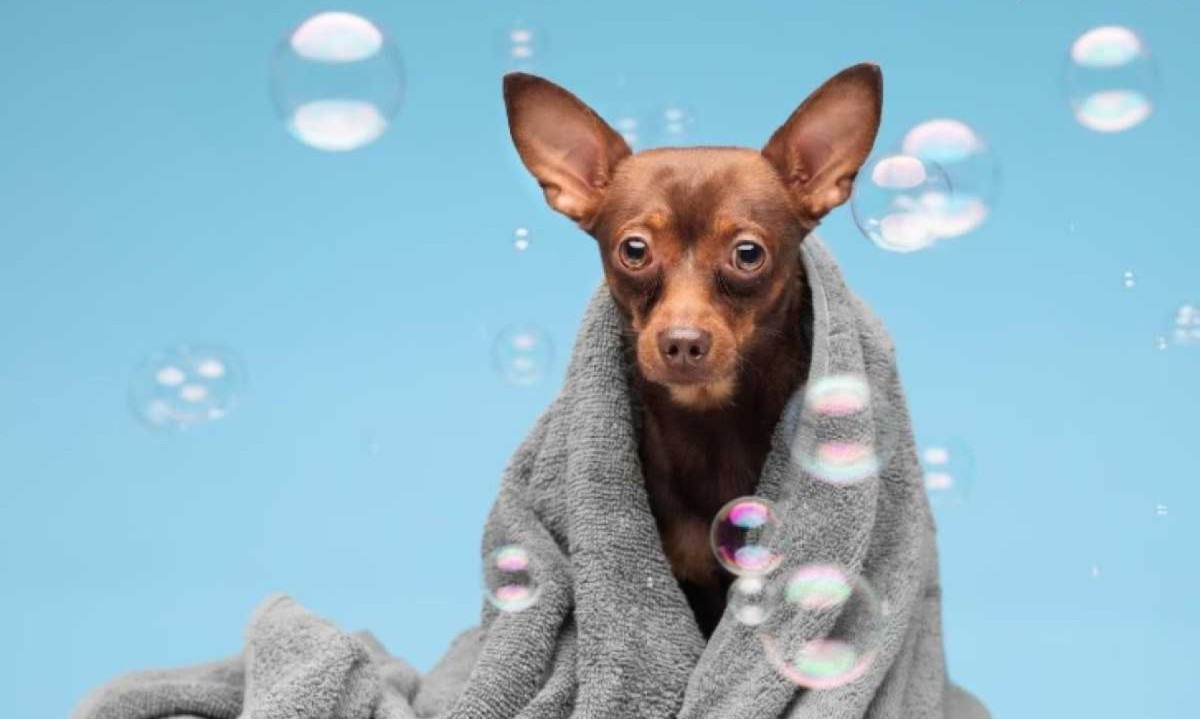 Os pets tendem a ter uma queda no sistema imunológico quando são submetidos a episódios de estresse contínuo -  (crédito: Freepik)