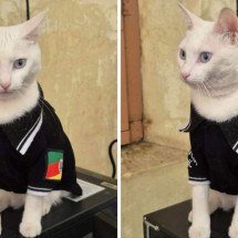 RS: gata resgatada em enchente é adotada por policiais e vira 'delegata' - Reprodução / Polícia Civil do RS