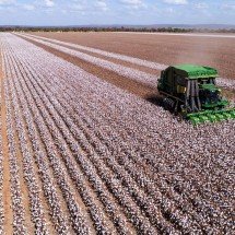 Fechamento do mês do algodão: Brasil lidera exportações mundiais - DINO
