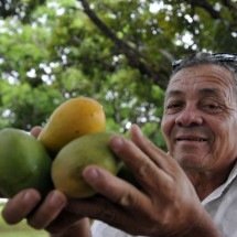 Moradores de cidade brasileira têm fruta de graça de 950 mil árvores - Minervino Júnior/CB/D.A.Press