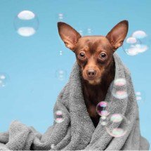 Saúde mental dos pets: banhos especiais podem ajudar no relaxamento de cães - Freepik