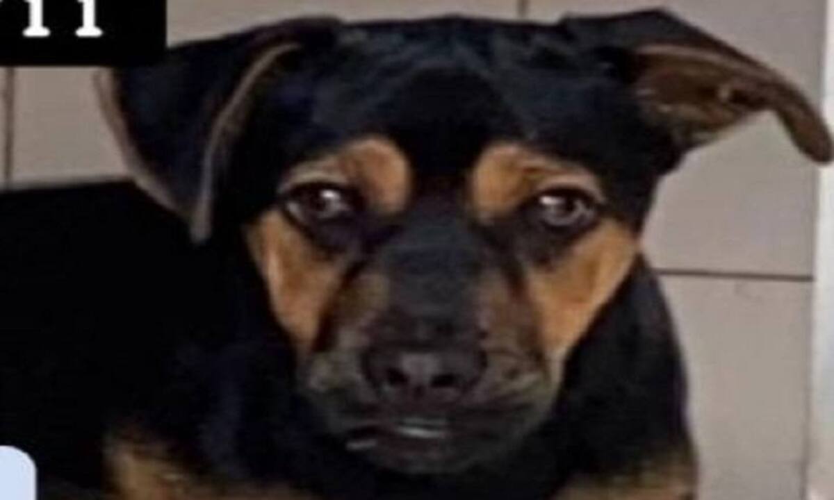 Depois de sequestrado, cachorro Pedrinho é encontrado pela família