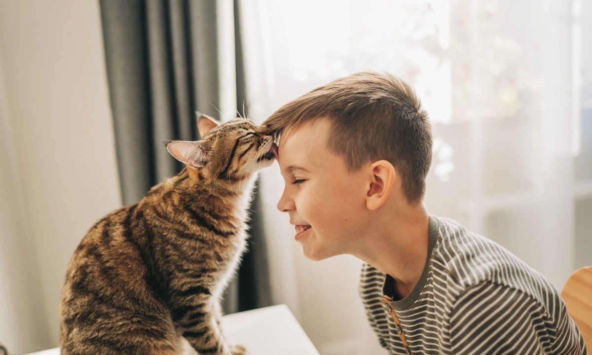 Os gatos ficam com o rabo para cima quando estão felizes  -  (crédito: Getty Images)