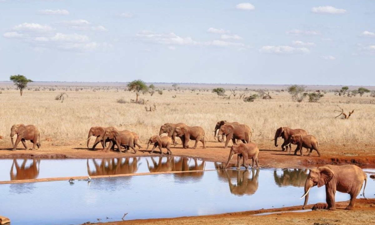  Manada de elefantes, com vários filhotes, chega a um lago para tomar água em centro de conservação da natureza, no Quênia -  (crédito: Tony KARUMBA / AFP)