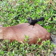 Estudo identifica vírus da raiva em capivaras mortas no litoral de SP - Capivara - Flickr silene andrade