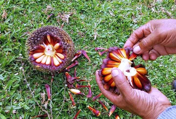 O maior produtor de pinhão no Brasil é o estado do Paraná, responsável por cerca de 80% da produção nacional. Em média, o estado produz aproximadamente 40 mil toneladas de pinhão por ano