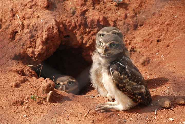 Os ninhos mais curiosos de animais para proteção das crias