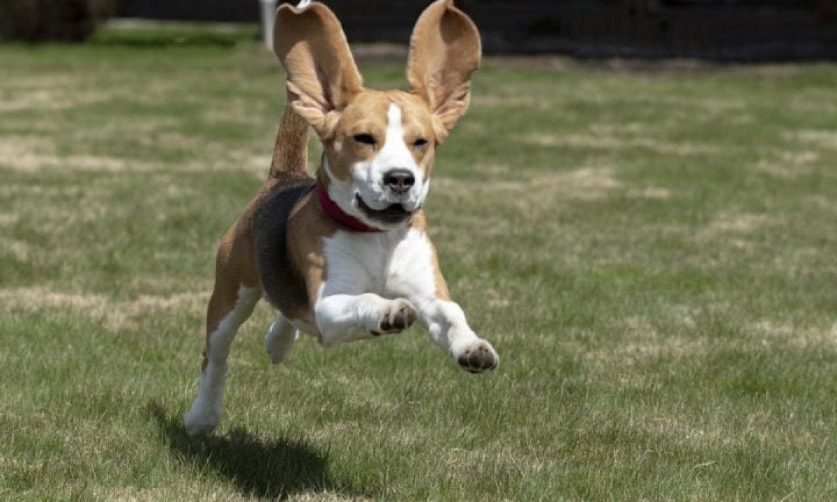 Beagle- Com sua orelhas caídas e olhar expressivo, essa raça vive em média de 12 a 15 anos. Originários da Inglaterra, esses cachorros podem pesar até 11 kg, possuem olfato extremamente aguçado e são usados na detecção de drogas, em buscas e salvamentos. -  (crédito: pixabay)