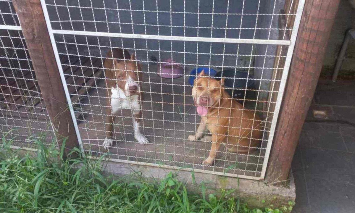 Thor e Diana, respectivamente. O pitbull desapareceu depois de furto em Depósito de botijões de gás -  (crédito: Arquivo pessoal)