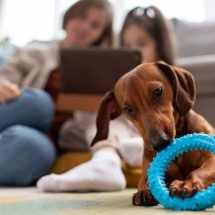 Pet em casa: 6 raças de cachorros indicadas para viver em apartamento - Freepik