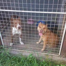 Dono de depósito busca pitbull após furto de botijões de gás - Arquivo pessoal