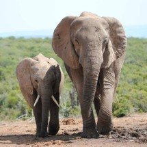 Ingerir álcool, hábito do ser humano, também é comum entre os bichos - Pixabay/reprodução