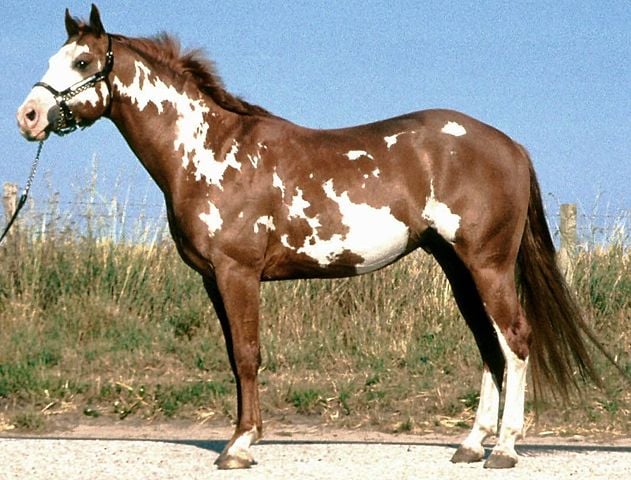 Muito usado em fazendas, pois tem uma compleição óssea e muscular forte e balanceada. Também apreciado para a prática de esportes. Paint é pintura em inglês. E as manchas brancas dão o tom do nome do animal. 