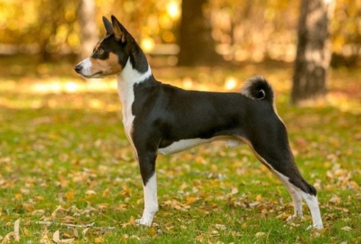 Basenji- Vive em média de 12 a 16 anos. Originária da África, é considerada uma das raças mais antigas, inclusive com registro em tumbas egípcias. Não late, mas emite um som chamado barroo.