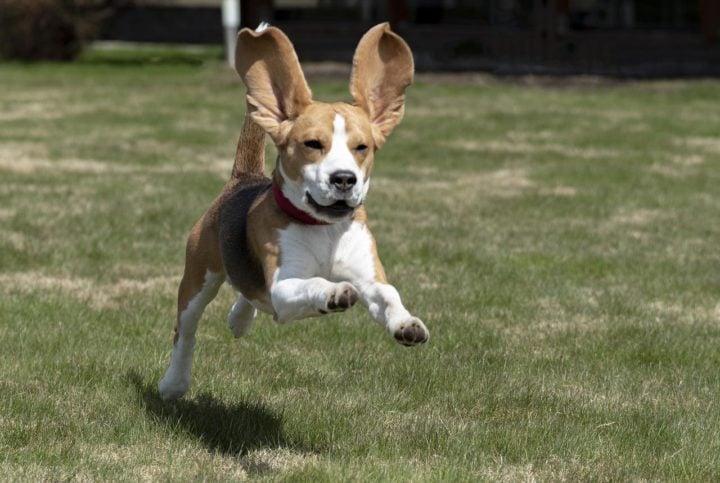 Beagle- Com sua orelhas caídas e olhar expressivo, essa raça vive em média de 12 a 15 anos. Originários da Inglaterra, esses cachorros podem pesar até 11 kg, possuem olfato extremamente aguçado e são usados na detecção de drogas, em buscas e salvamentos.