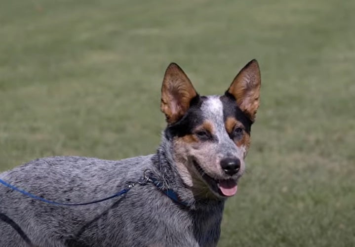 Australian Cattle Dog - Vive em média de 12 a 16 anos, é conhecido também como blue heeler ou red heeler. É oriundo da Austrália, possui pelagem curta e corpo musculoso. Costuma ser usado em pastoreio de gado.