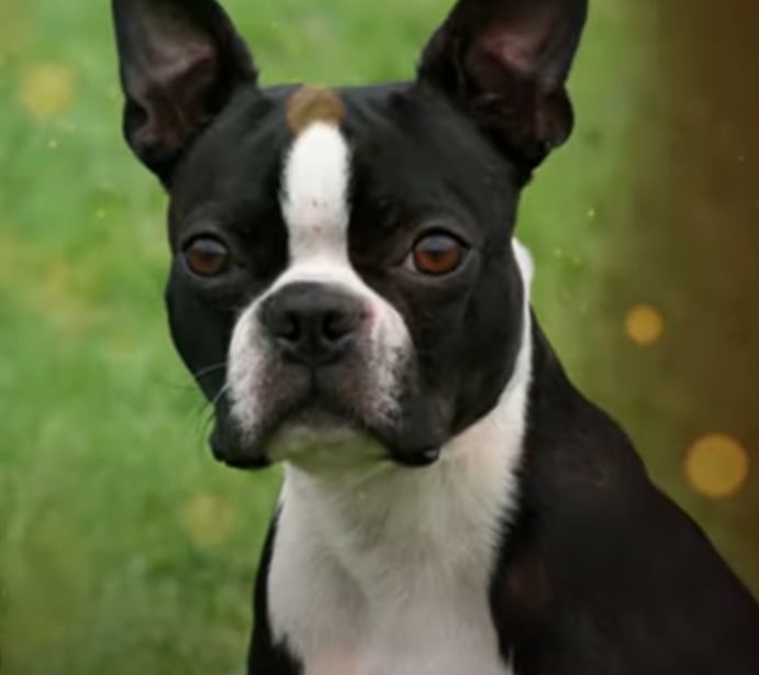 Boston Terrier- Vive em torno de 11 a 13 anos, possui focinho curto e orelhas eretas. Tem origem nos Estados Unidos. Essa raça é conhecida como  