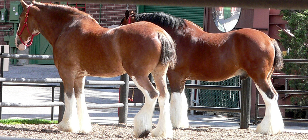 Clydesdale - OriginÃ¡rio da EscÃ³cia. 