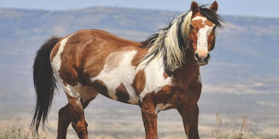 Mustang - Comum nos EUA, é descendente de cavalos europeus levados para a América por conquistadores espanhóis e portugueses.