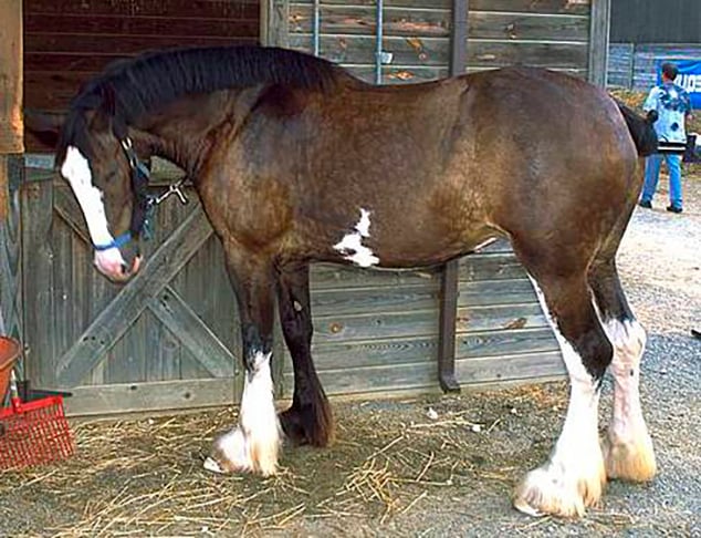 Muito usado como cavalo de tração, também é indicado para equitação terapêutica. Mede, em média, 1.60m de altura. Sua pelagem varia de cor, mas geralmente em tons escuros. Tem temperamento equilibrado. Popular na Austrália, Nova Zelândia, EUA e Canadá. 