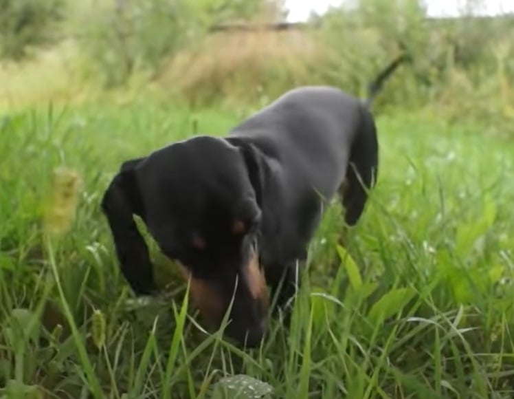 Dachshund- Com o corpo longo e pernas curtas, essa raça vive aproximadamente de 12 a 16 anos. É popularmente conhecido como cão-salsicha, tem origem na Alemanha e foi criado para caçar texugos.