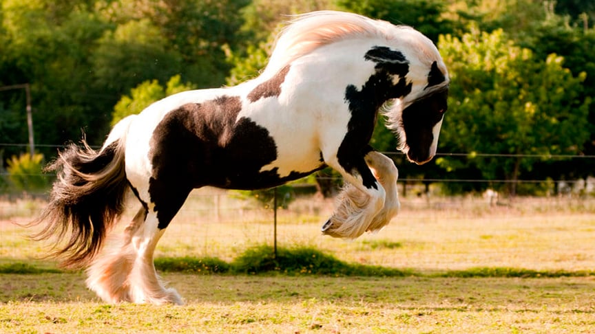 Gypsy Vanner - Chamado de Cavalo Cigano no Brasil. 