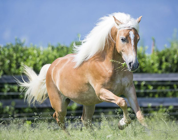 Haflinger - Originário da Áustria e da Itália. 