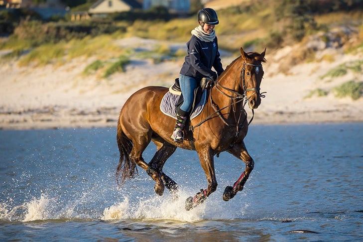 Os cavalos começaram a ser domesticados por volta de 4.000 a.C. E até hoje estão presentes no dia a dia de milhões de pessoas. 