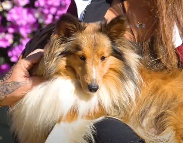 Pastor de Shetland- Vive em média de 12 a 13 anos. Esses cães, oriundos da Escócia,  possuem habilidades de pastoreio. Sua pelagem é lisa e longa, formando uma juba. Podem pesar até 7 kg.