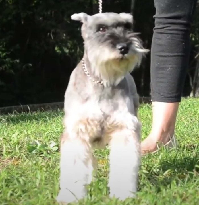 Schnauzer Miniatura- Essa raça vive de 12 a 15 anos em média, tendo origem na Alemanha. Tem como característica sobrancelhas grossas e pelagem densa, e pode pesar até 8 kg. A raça vem do cruzamento entre Schnauzers de outros tamanhos.