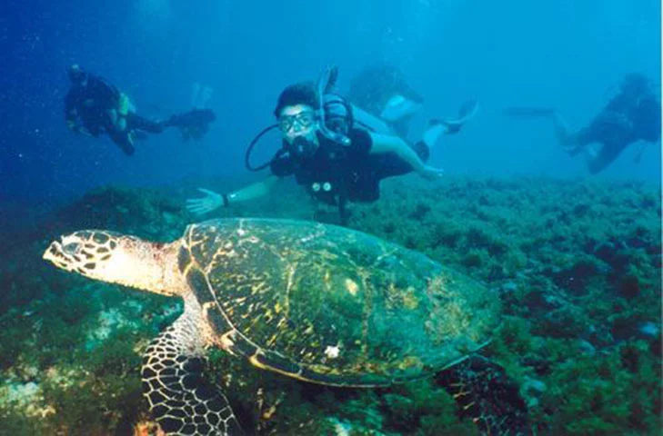 Serigado de Fora (RN) - A 20 km de Natal, permite mergulho até 90m, tem grutas de arenito, cavernas e variedade de espécies como arraias, moreias, golfinhos e tubarões. Excelente lugar para fotos subaquáticas.