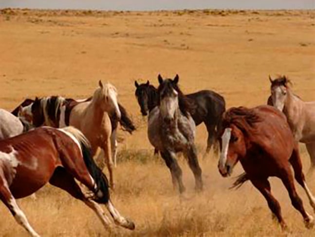 Essa raça é rápida, forte e bem resistente. São cavalos bravos, com um coice cuja impacto pode equivaler a uma tonelada. E sua visão é boa. Eram muito usados por índios. 