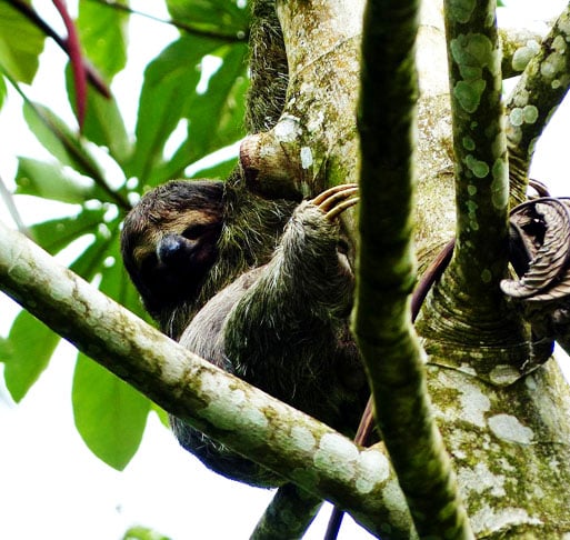 Algumas espécies de bicho-preguiça estão ameaçadas devido à destruição de seu habitat natural e à caça. Organizações de conservação estão trabalhando para proteger esses animais e seu ambiente.