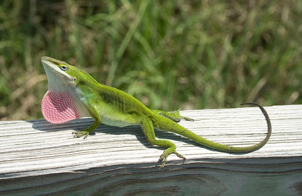 O anolis-verde é pequeno, com cerca de 12 a 20 cm de comprimento.  Ele é conhecido pelo saco vocal vermelho que infla durante a comunicação e o acasalamento. Alimenta-se principalmente de insetos.