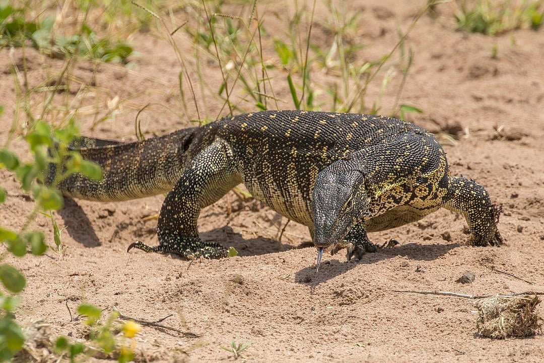 LAGARTO DO NILO (Varanus niloticus) - Origem: África Subsaariana. É comum em áreas próximas a fontes de água, como rios, pântanos e lagos, e habita tanto savanas quanto florestas.