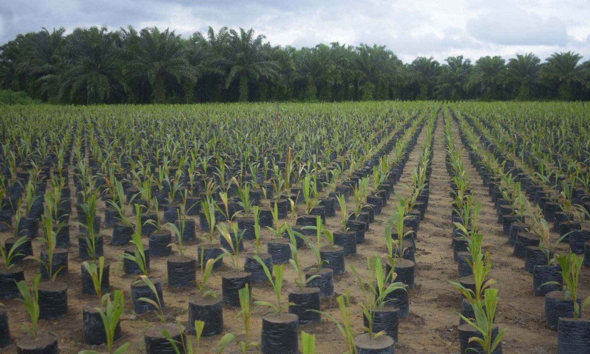 Grupo BBF contibui com agricultura sustentável na Amazônia -  (crédito: DINO)