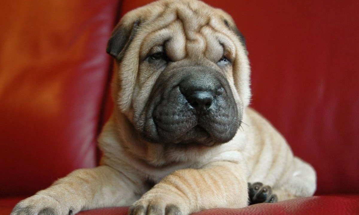 Na foto, filhote da raça shar-pei. Imagem meramente ilustrativa -  (crédito: Reprodução/Pixabay)