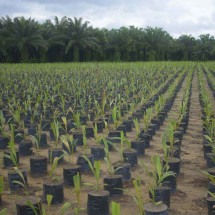 Grupo BBF contribui com agricultura sustentável na Amazônia - DINO