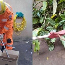 MG: Cobra de um metro assusta moradores em quintal de casa - Corpo de Bombeiros de Minas Gerais