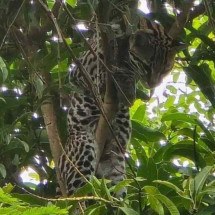 Jaguatirica sobe na árvore de uma casa em Minas Gerais e assusta moradores - Divulgação/Corpo de Bombeiros