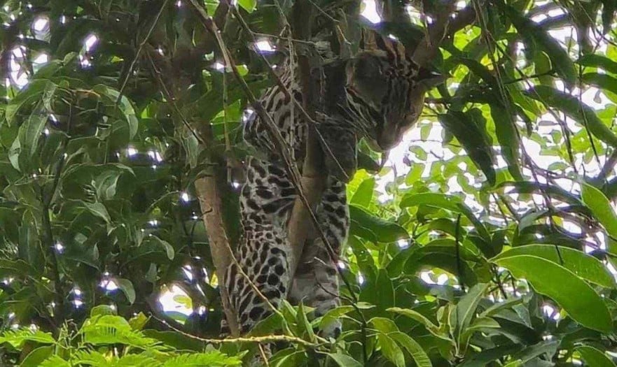 Jaguatirica sobe na árvore de uma casa em Minas Gerais e assusta moradores - DivulgaÃ§Ã£o/Corpo de Bombeiros