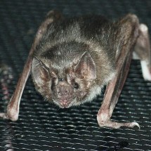 Morcegos-vampiros correm em esteiras, e cientistas desvendam ‘mistério’ - Ltshears/Wikimedia Commons