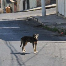 MP instaura ação civil para controle de animais de rua em município mineiro - Jair Amaral/EM/D.A Press. Brasil. Belo Horizonte - MG
