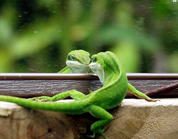 Embora seja pequeno e bonito, o anolis-verde é mais ornamental do que “domesticável.” Ele pode ser mantido em cativeiro, mas requer cuidados com a umidade e temperatura, além de ser um animal que não gosta de muito manuseio, preferindo observar seu ambiente do que interagir.