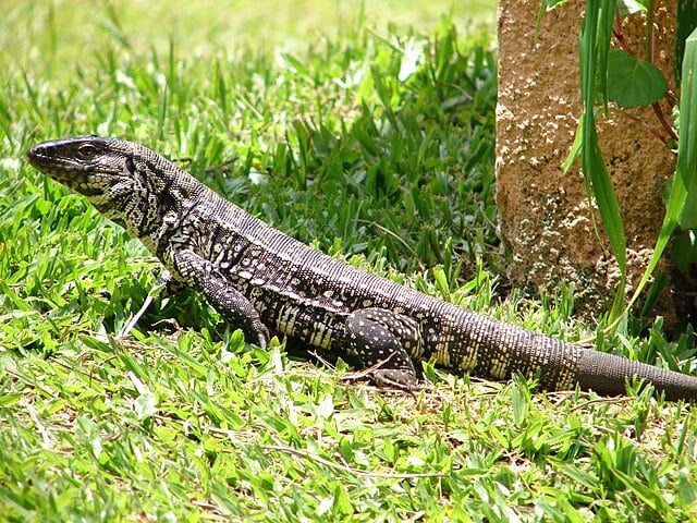 Ecologicamente, os lagartos ajudam no controle de pragas e equilibram cadeias alimentares. Algumas espécies são populares como pets, como o gecko-leopardo e o dragão-barbudo, devido à docilidade. Contudo, lagartos maiores, como os monitores, exigem cuidados complexos e não são recomendados como animais de estimação, pois podem ser perigosos e difíceis de manter