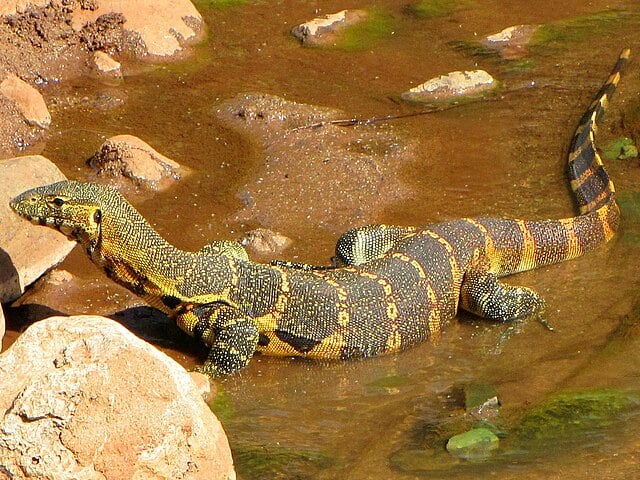 O lagarto do Nilo pode atingir 2 metros de comprimento, com uma pele escamosa de padrão preto e amarelo. É carnívoro e alimenta-se de  pequenos mamíferos, aves, répteis e carniça. É ágil na água e em terra, sendo um bom nadador e um caçador habilidoso.